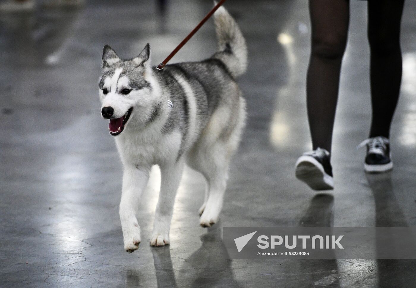 Russia 2017 International Dog Show