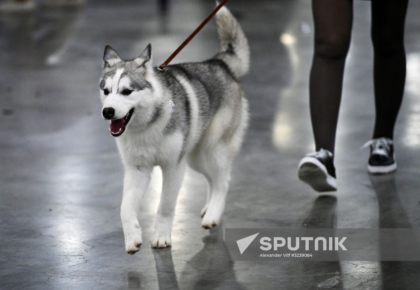 Russia 2017 International Dog Show