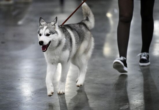 Russia 2017 International Dog Show