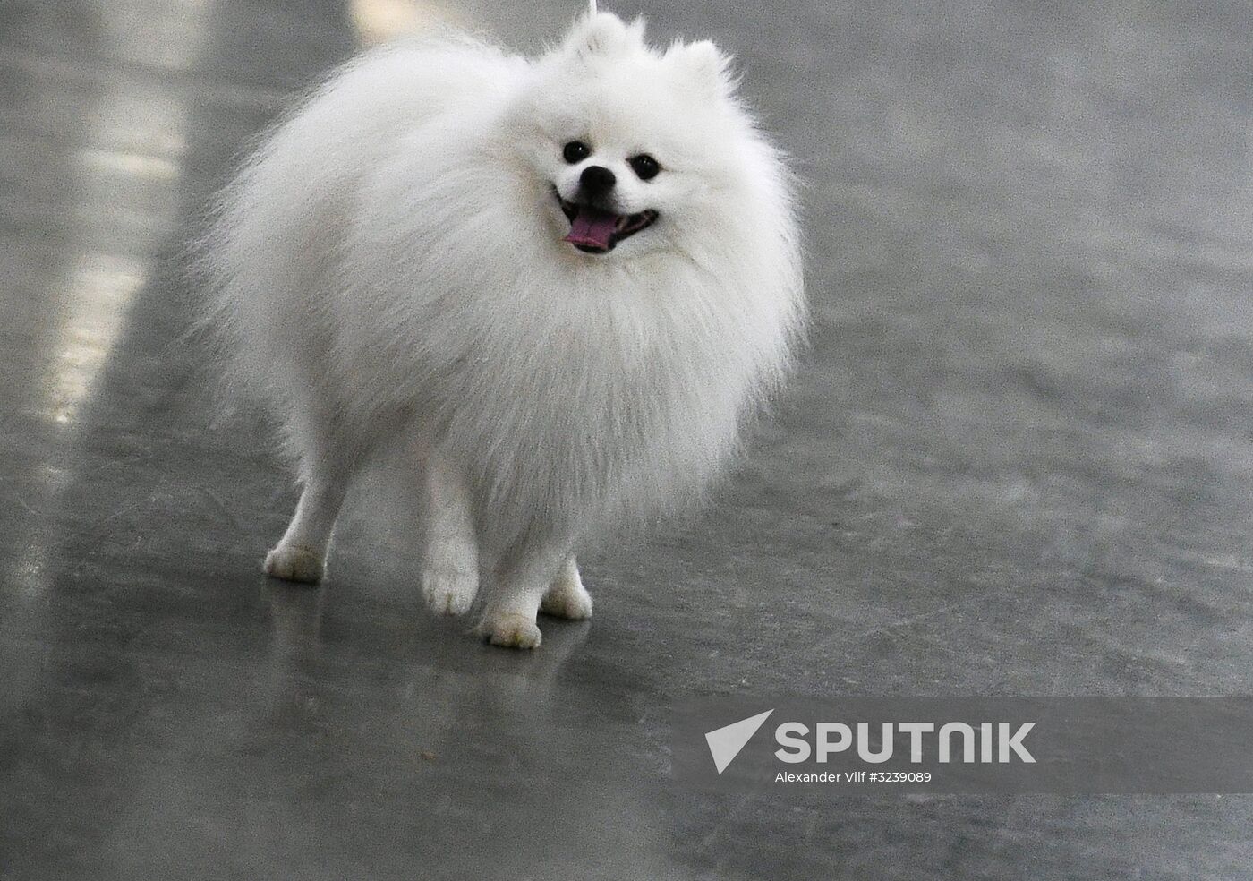 Russia 2017 International Dog Show