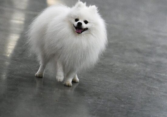 Russia 2017 International Dog Show