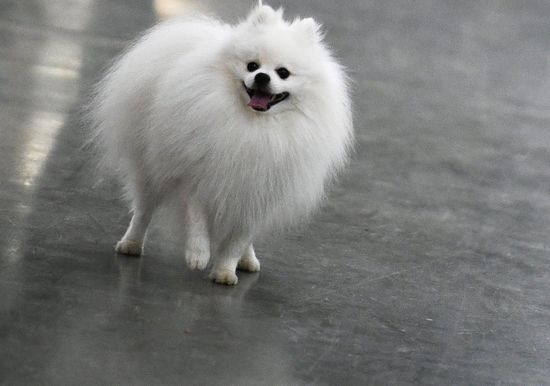 Russia 2017 International Dog Show