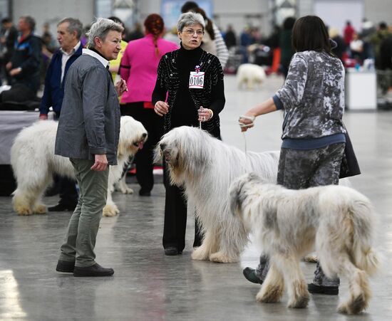 Russia 2017 International Dog Show