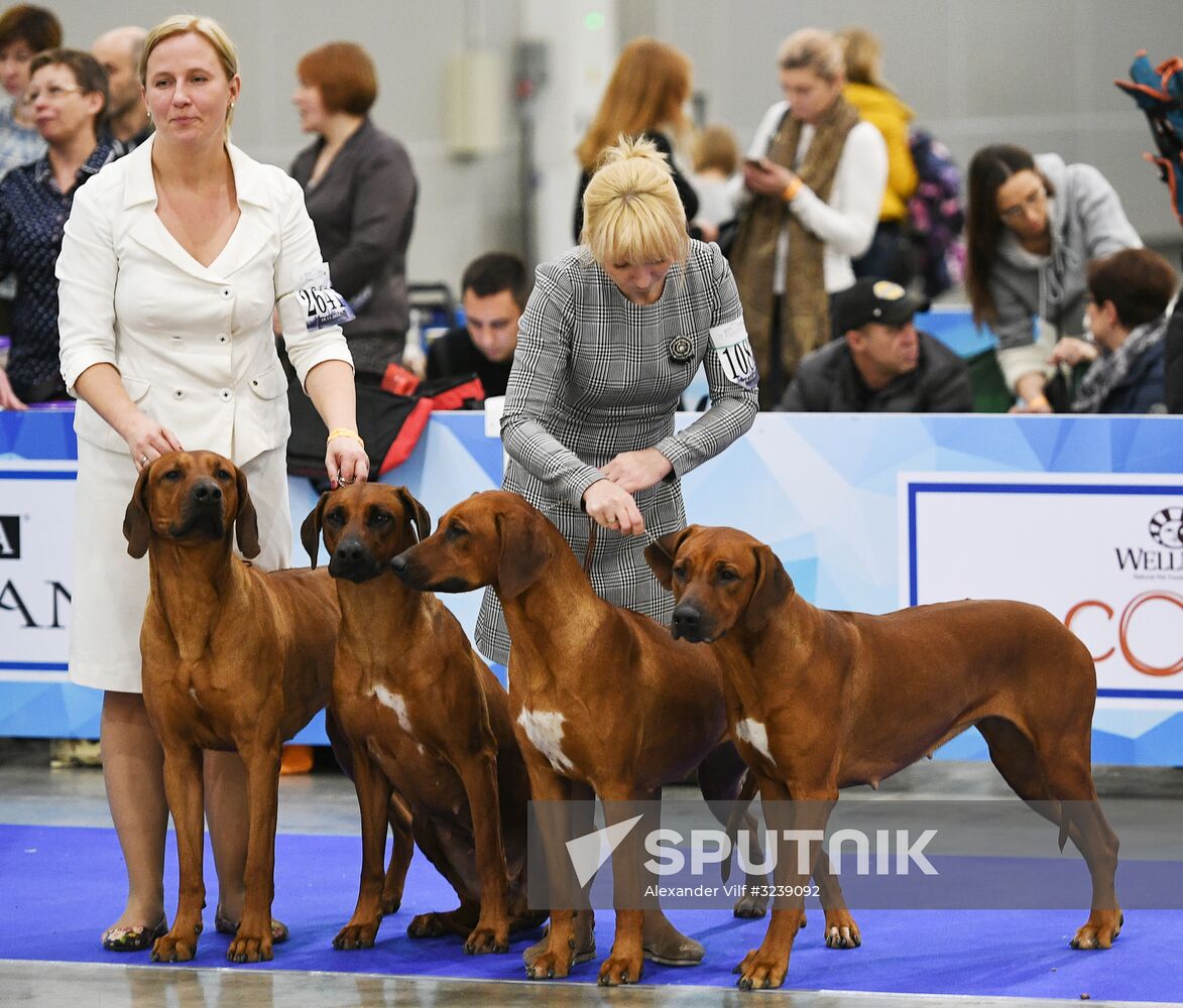 Russia 2017 International Dog Show