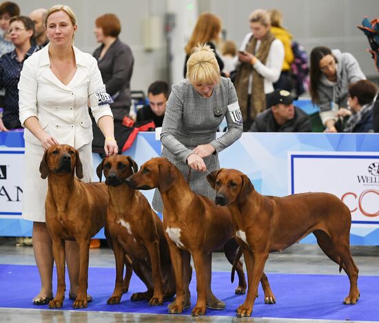 Russia 2017 International Dog Show