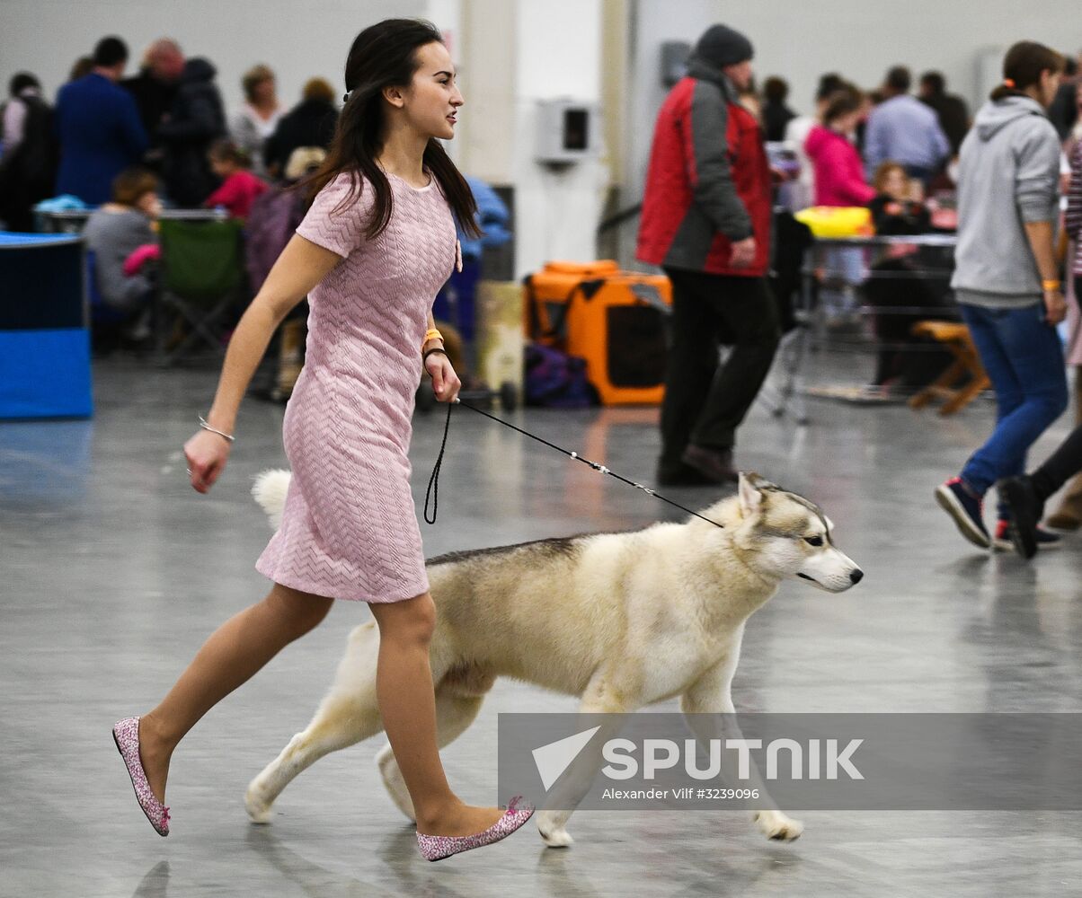 Russia 2017 International Dog Show
