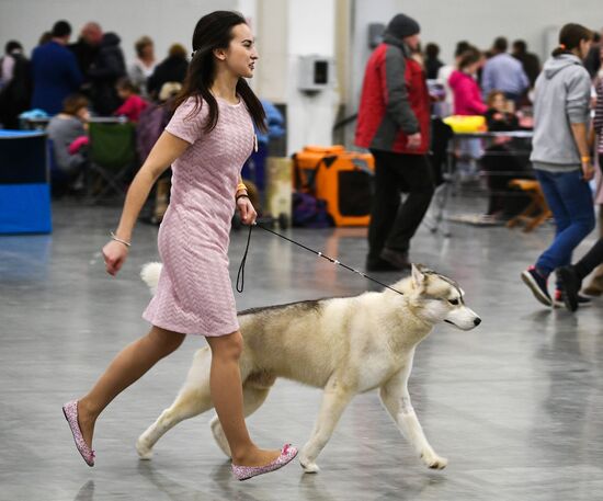 Russia 2017 International Dog Show