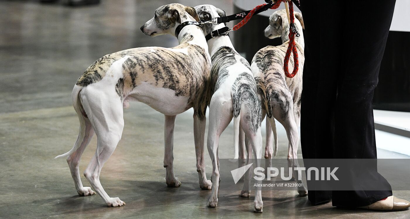 Russia 2017 International Dog Show