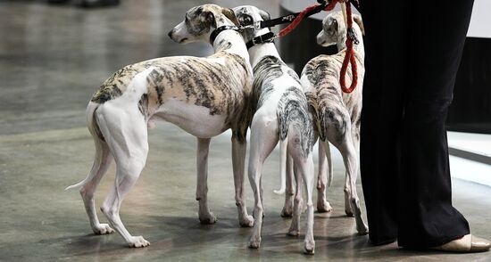 Russia 2017 International Dog Show