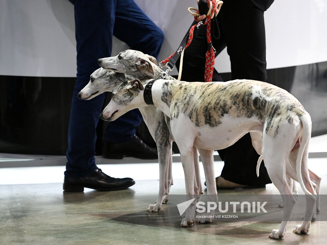 Russia 2017 International Dog Show