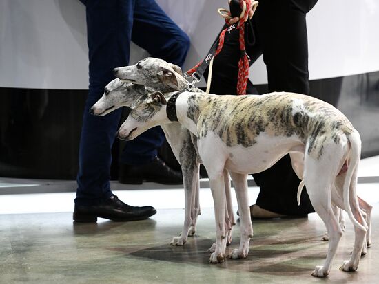 Russia 2017 International Dog Show