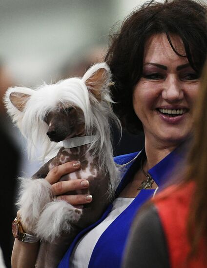 Russia 2017 International Dog Show