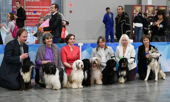 Russia 2017 International Dog Show