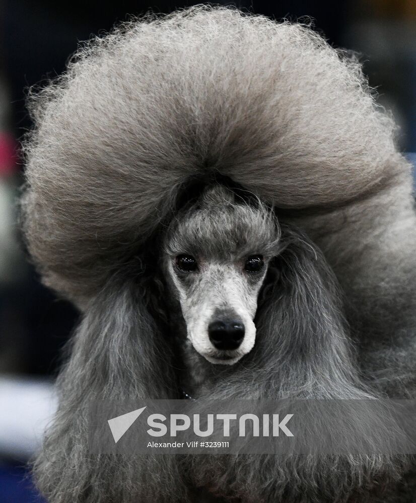 Russia 2017 International Dog Show