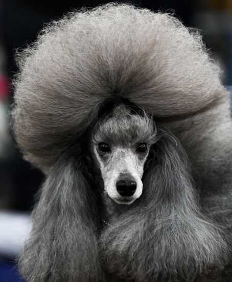 Russia 2017 International Dog Show