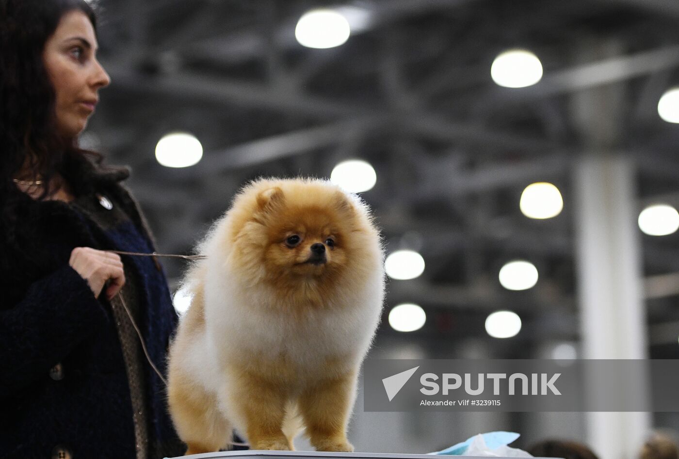 Russia 2017 International Dog Show