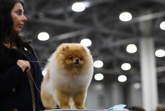 Russia 2017 International Dog Show