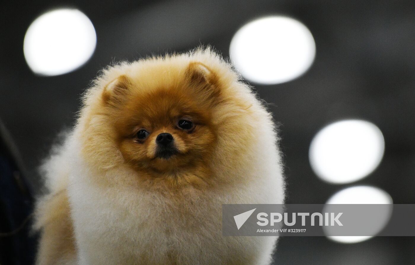 Russia 2017 International Dog Show