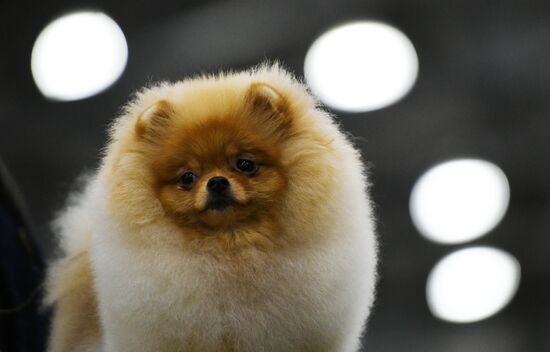 Russia 2017 International Dog Show