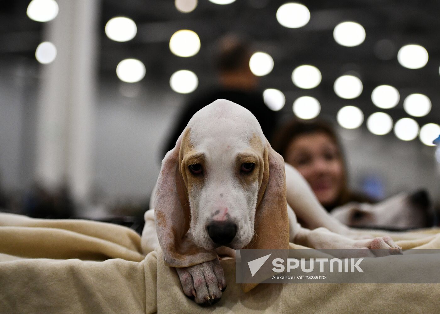 Russia 2017 International Dog Show