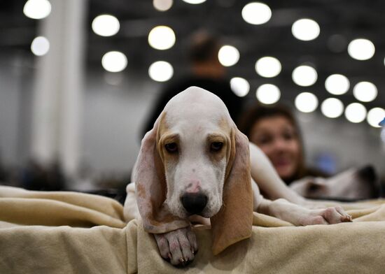 Russia 2017 International Dog Show