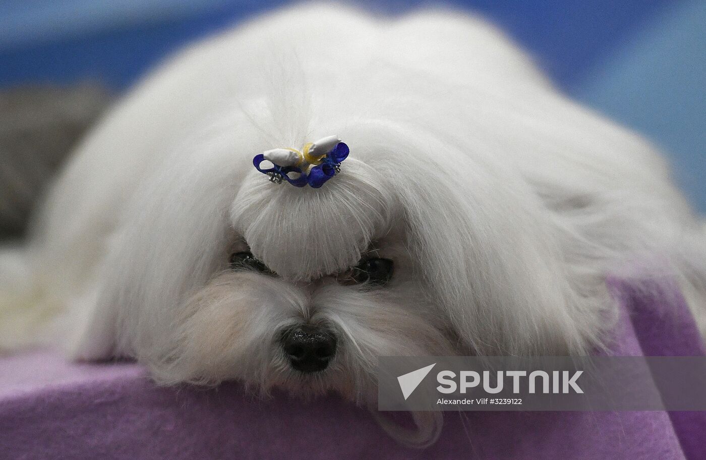 Russia 2017 International Dog Show