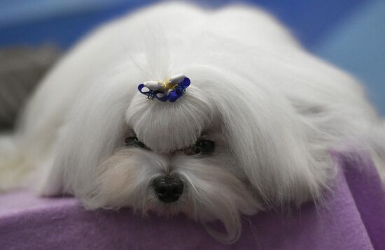 Russia 2017 International Dog Show