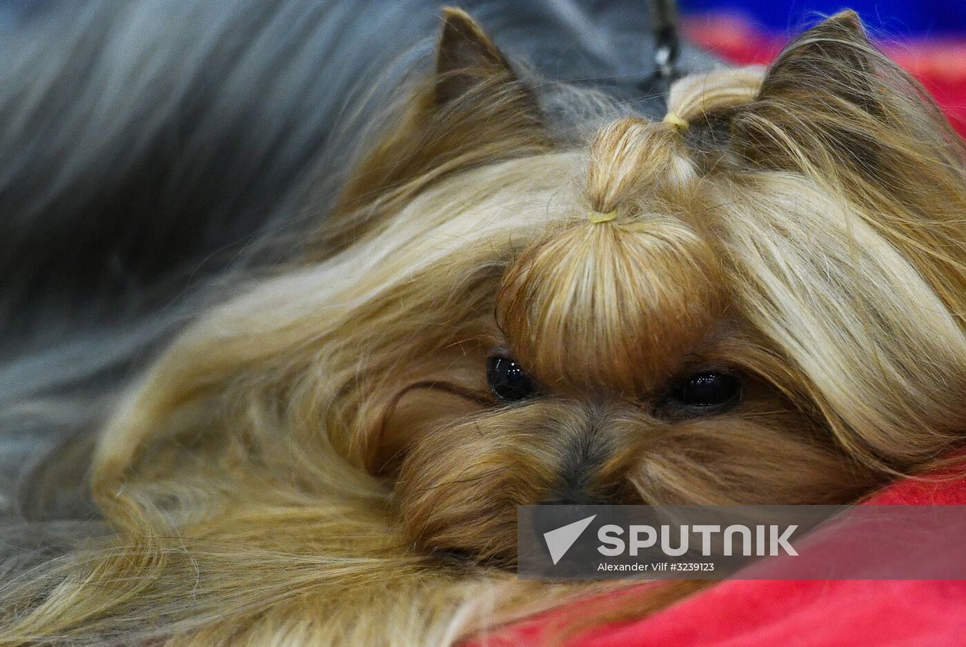 Russia 2017 International Dog Show