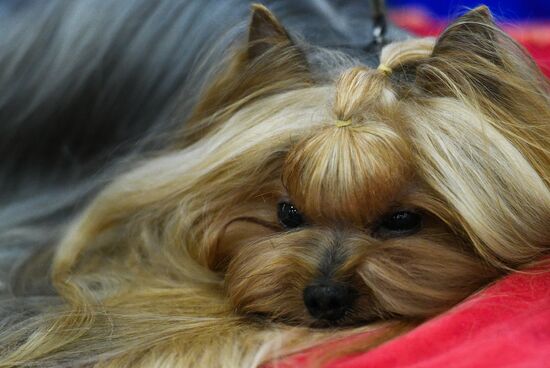 Russia 2017 International Dog Show