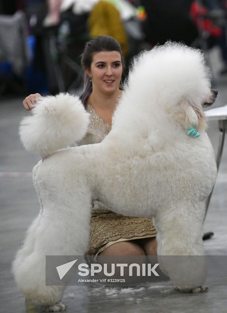 Russia 2017 International Dog Show