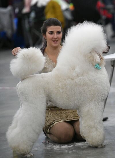 Russia 2017 International Dog Show