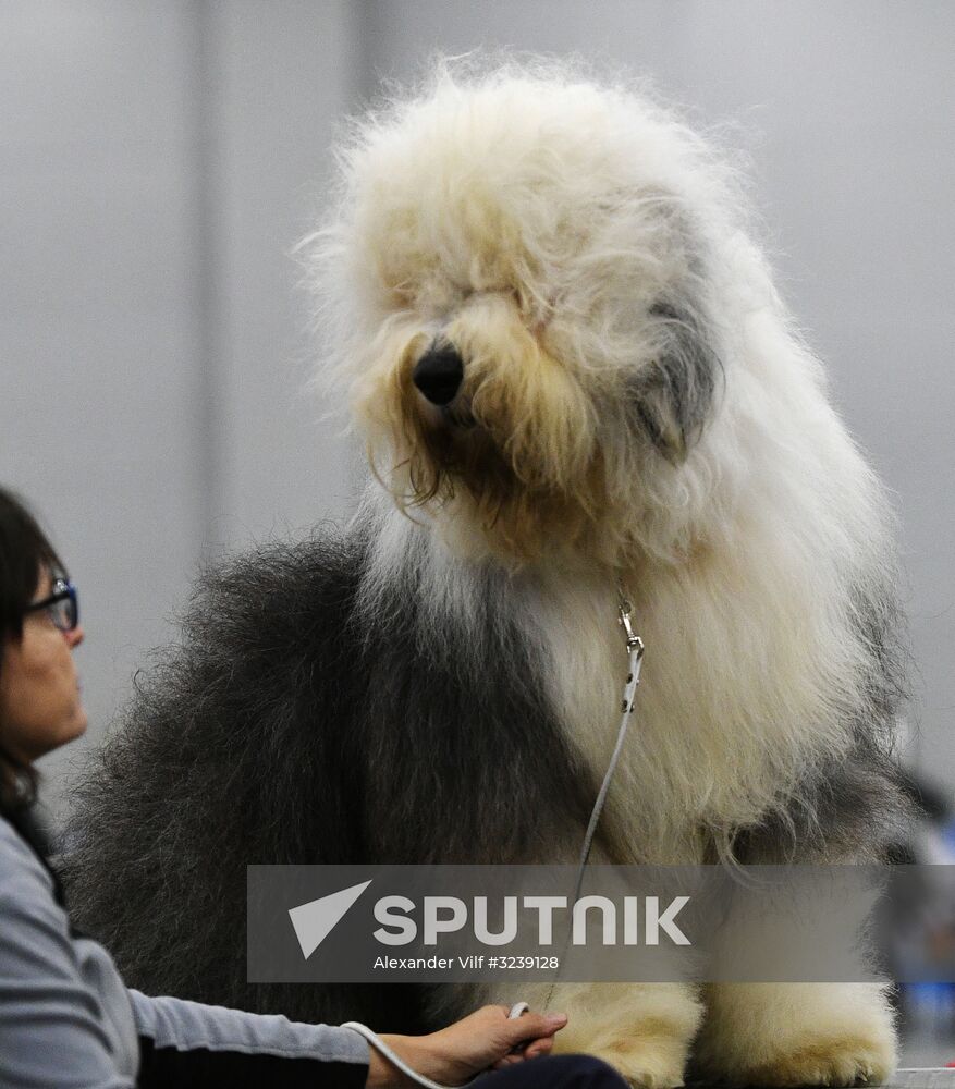 Russia 2017 International Dog Show