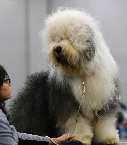 Russia 2017 International Dog Show