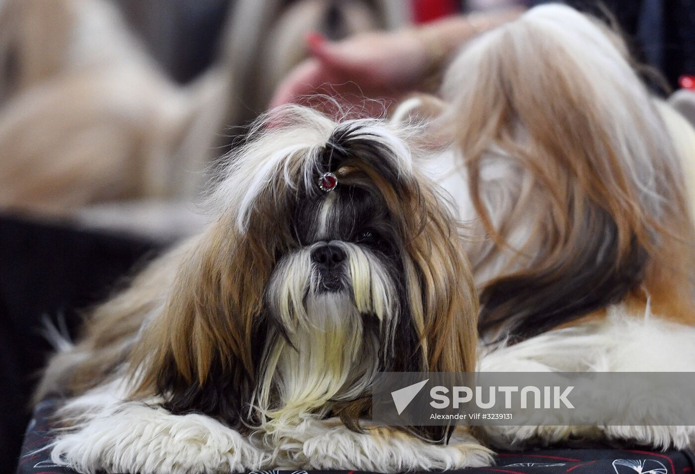 Russia 2017 International Dog Show