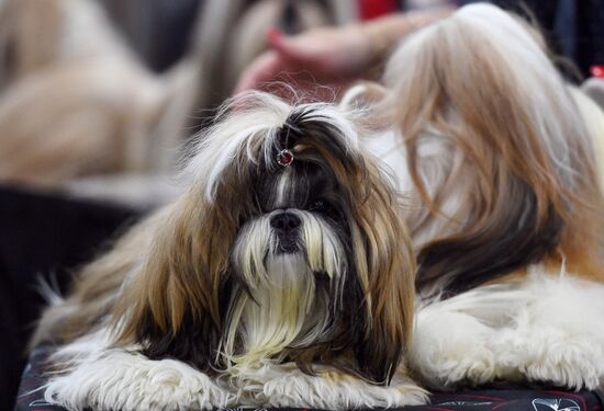 Russia 2017 International Dog Show