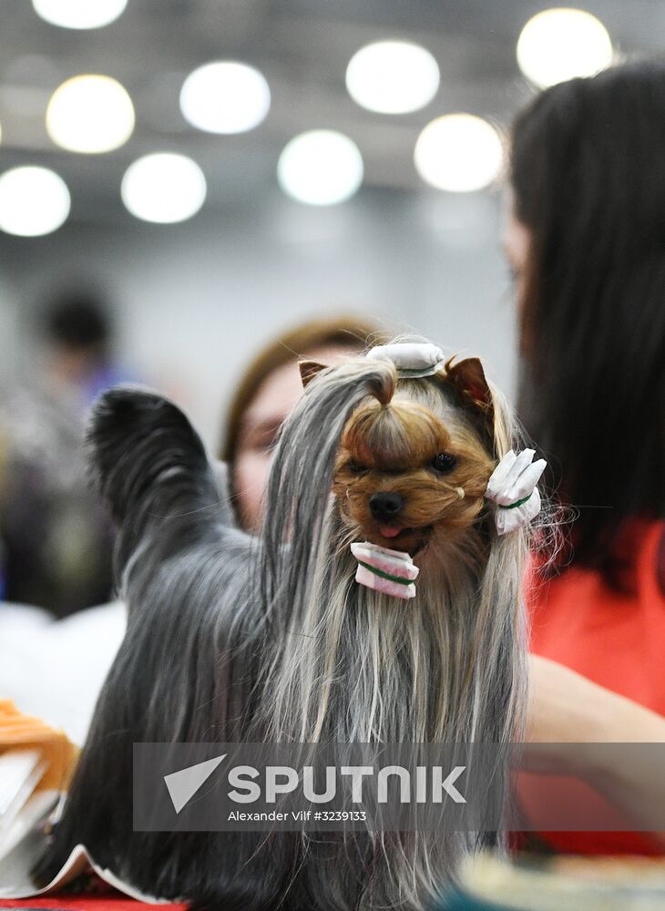 Russia 2017 International Dog Show