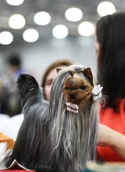 Russia 2017 International Dog Show