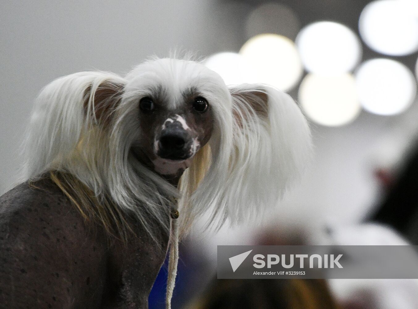 Russia 2017 International Dog Show