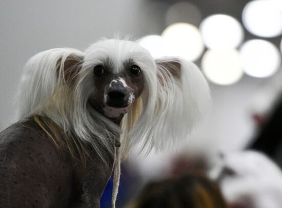 Russia 2017 International Dog Show
