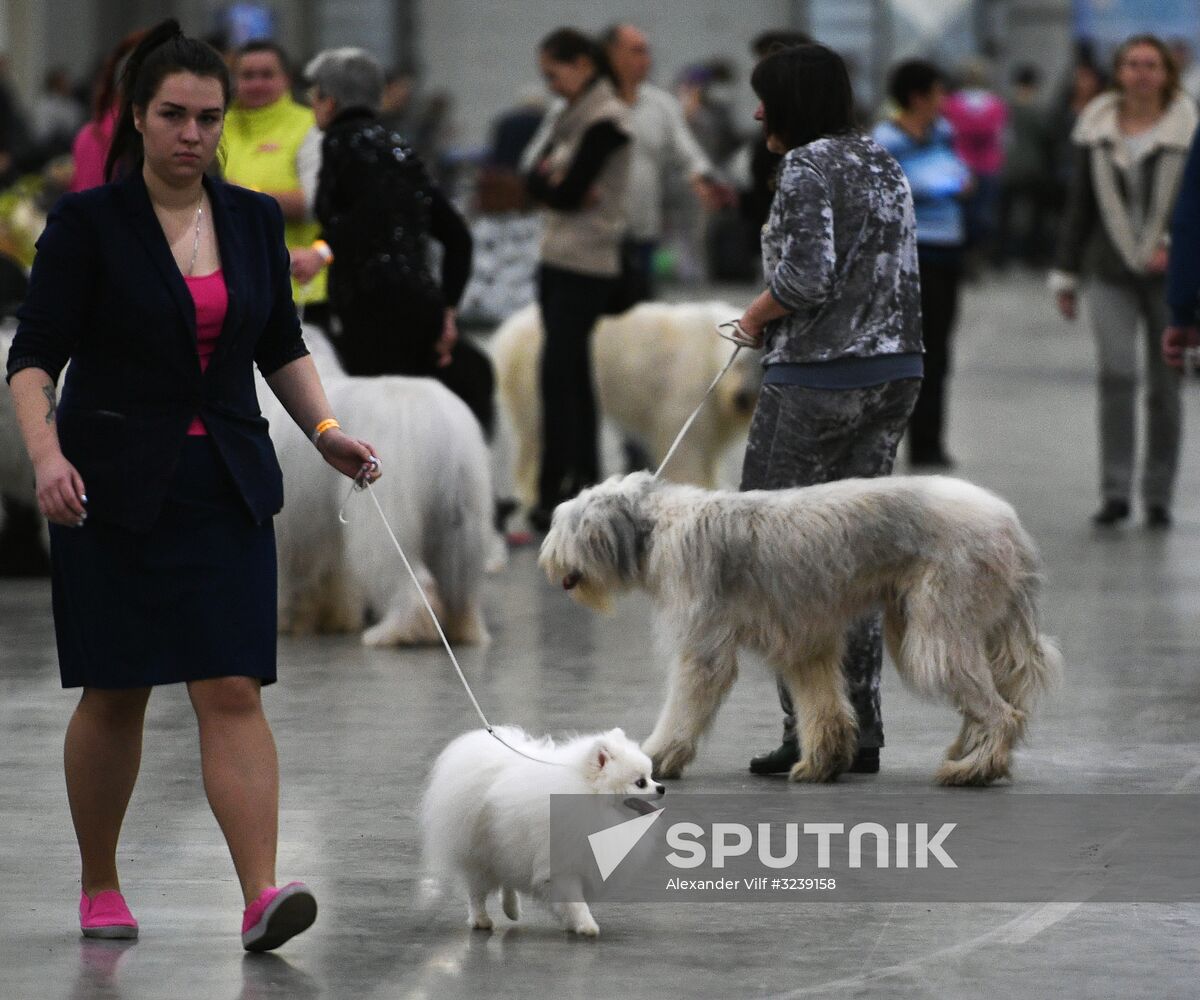 Russia 2017 International Dog Show