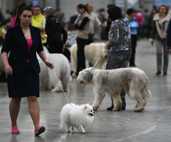 Russia 2017 International Dog Show