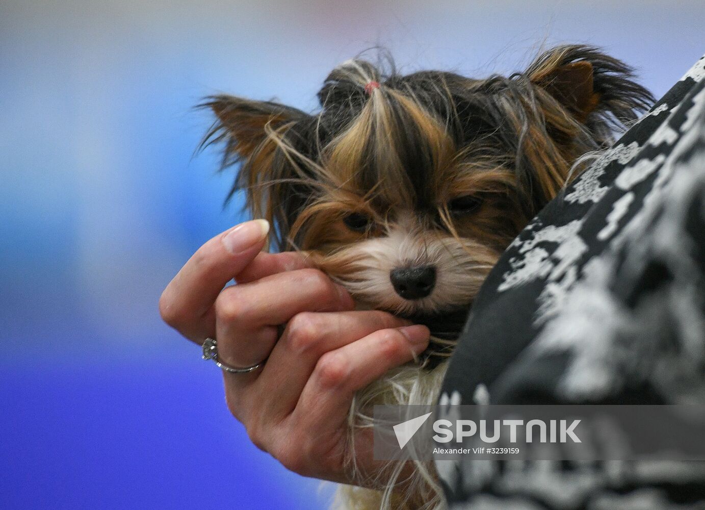 Russia 2017 International Dog Show