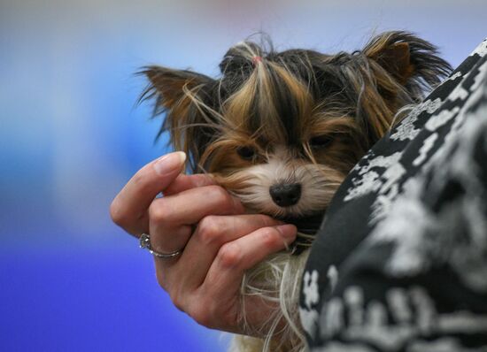 Russia 2017 International Dog Show