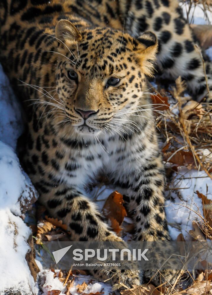 Far Eastern female leopard Rona at Primorye safari park