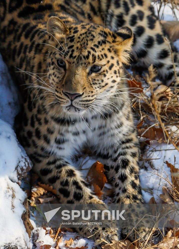 Far Eastern female leopard Rona at Primorye safari park