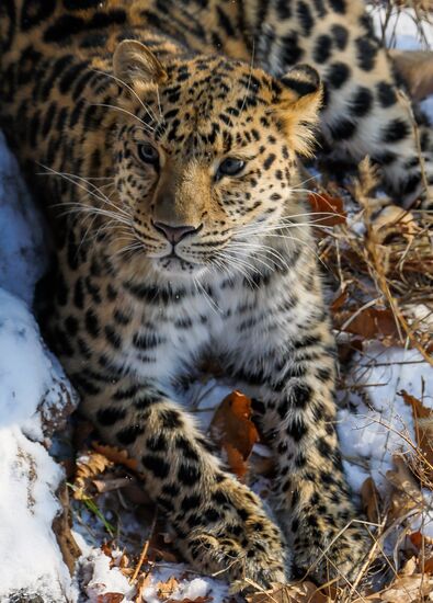 Far Eastern female leopard Rona at Primorye safari park