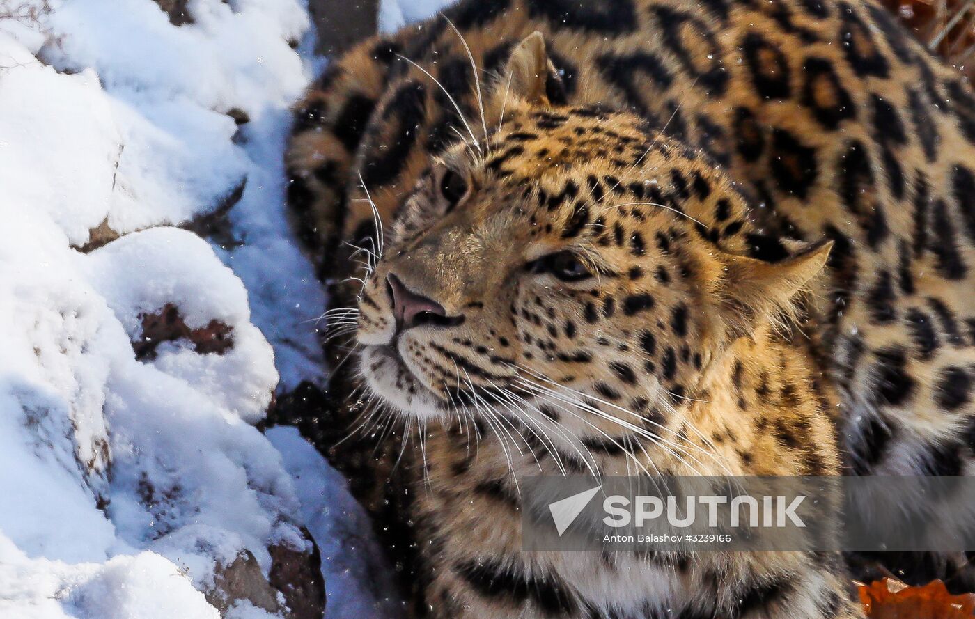 Far Eastern female leopard Rona at Primorye safari park
