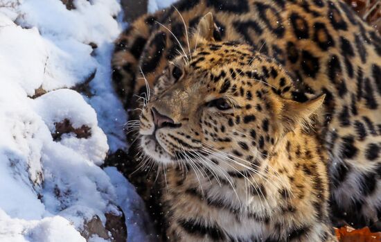 Far Eastern female leopard Rona at Primorye safari park