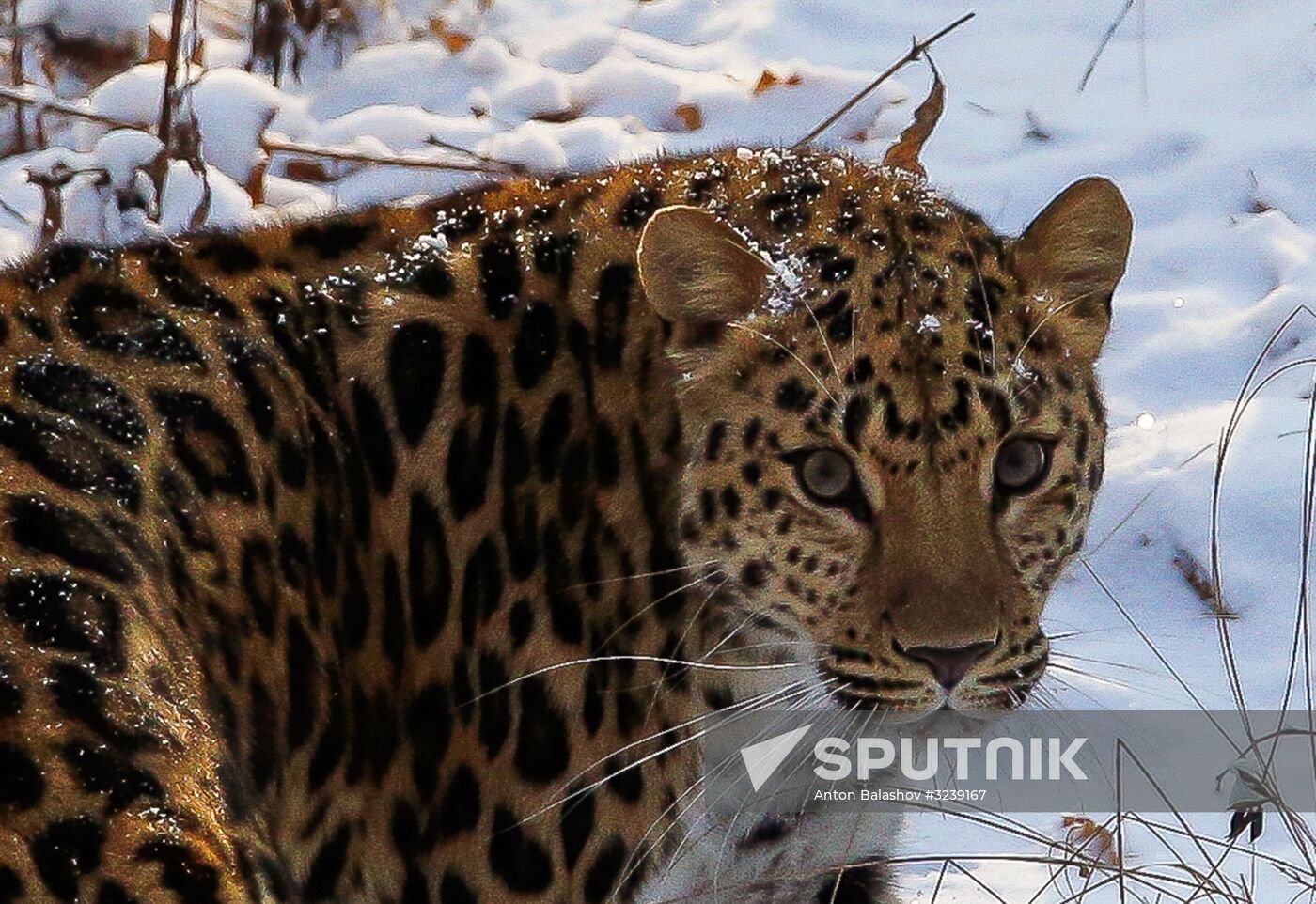 Far Eastern female leopard Rona at Primorye safari park