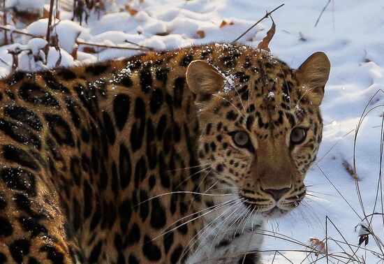 Far Eastern female leopard Rona at Primorye safari park